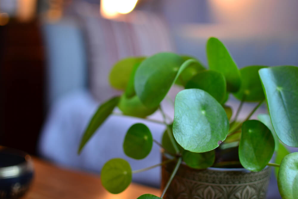 Therapy and Counselling in North East England